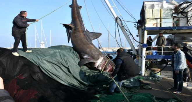 İzmir'de  köpekbalığı herkesi şaşırttı