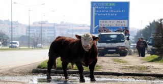 Firar alarmı! Yaklaşamadılar bile...