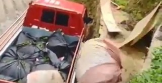 Rizeli'nin topladığı çayı kamyona yüklemek için bulduğu yöntem güldürdü