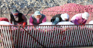 Yarım metre su içinde turp işçisi kadınların ekmek mücadelesi