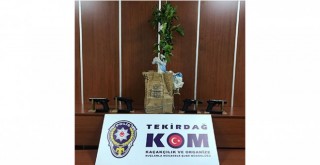 Saksıda kaçak silah