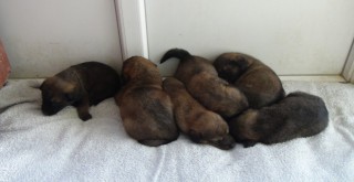 Vicdansızlar 6 yavrusu olan köpeğe acımadılar