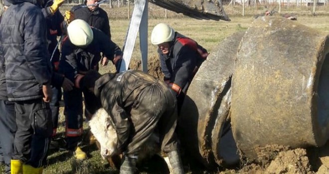  Silivri’de rögara düşen danayı bakın nasıl kurtardılar