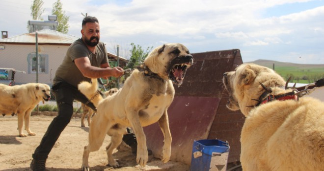Dünyaca ünlü Kangal köpekleri o ildeki cezaevlerini koruyacak