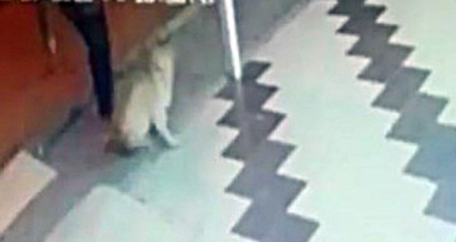 Önce köpeğe tekme attı sonra sopa ile saldırdı