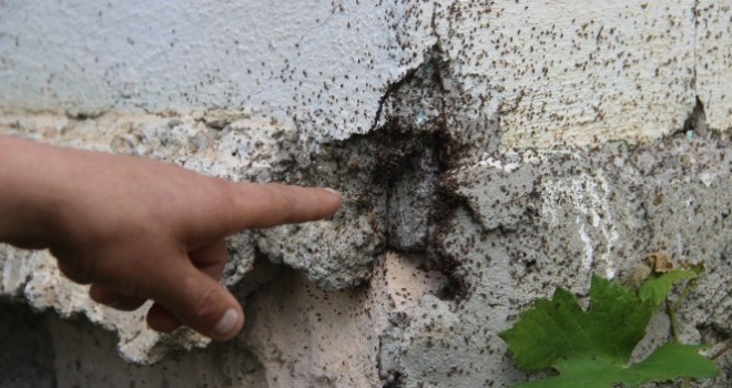 Böcek istilası başlayınca mahalleli evlerini boşalttı