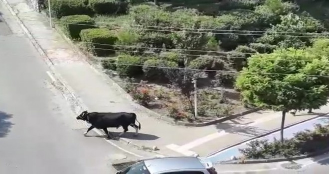 Kurbanlık dana kaçtı, mahalleli kovaladı