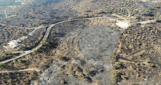 Zeytinliklerinin kül olduğunu gören köylüler gözyaşlarını tutamadı