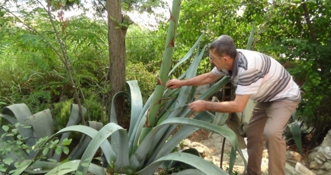 Ekildiği tarihten 46 yıl sonra çiçek açtı