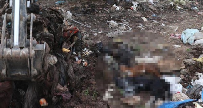 Çöplükte yakılmış kedi, köpek cesetleri bulundu