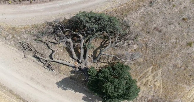 3 asırlık ağaca kimse dokunamıyor, sebebi ise çok farklı