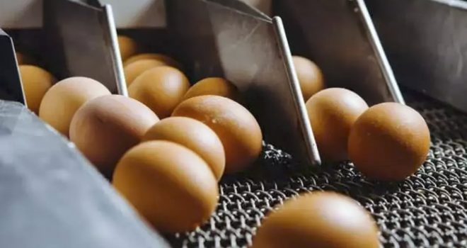Yumurta üreticilerine ceza yağdı