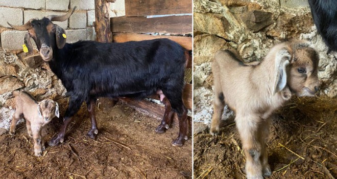 Kurbanlık aldıkları keçi doğum yapınca kesmekten vazgeçti