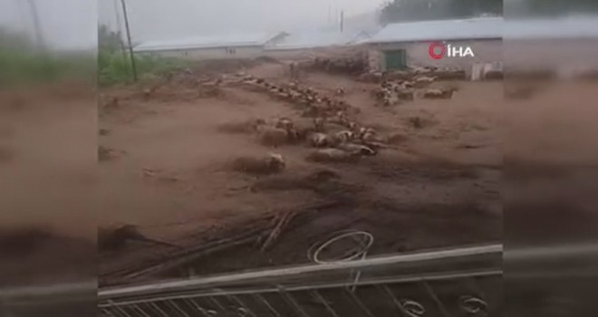 Sel suları koyunları böyle sürükledi