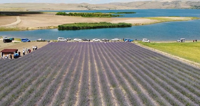 Devletten aldığı destekle lavanta bahçesi kurdu, ekonomisine can kattı