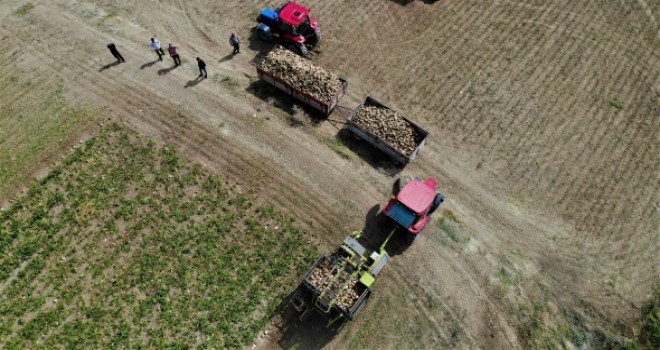 Elazığ'da çiftçiler şeker pancarı mesaisinde