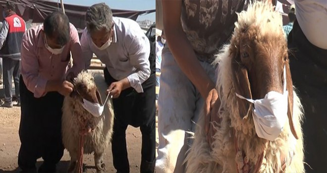 Aldığı kurbanlığa virüs bulaşmasın diye maske taktı