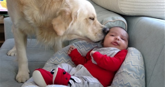 Köpek yeni doğan bebeği kimseyle paylaşmıyor