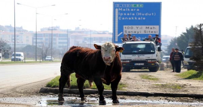 Firar alarmı! Yaklaşamadılar bile...