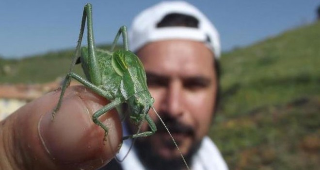 Bilim insanları uyarıyor: 'Böcek istilasına uğrayabiliriz'