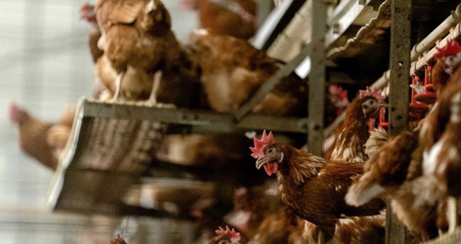 Japonya'da kuş gribi salgınında 5.8 milyon tavuk itlaf edildi
