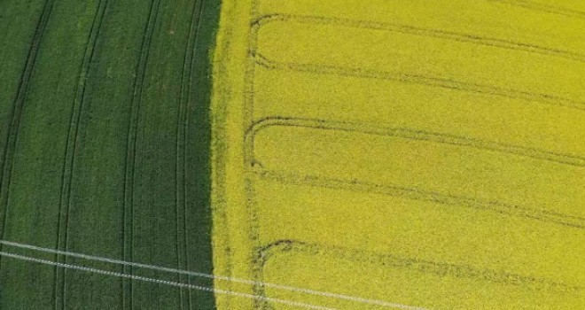 Tekirdağ'da ‘Sarı bahar'