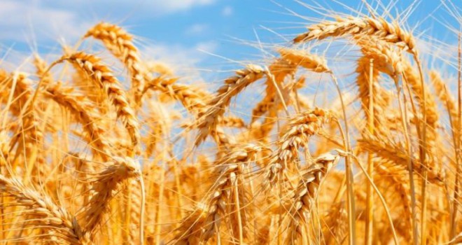 Çiftçilere 40 ton buğday tohumu desteği