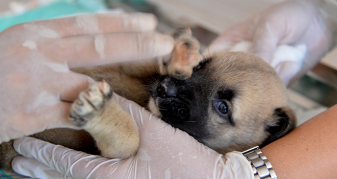  Yavru 4 köpeği çuvala koyup kuyuya attılar