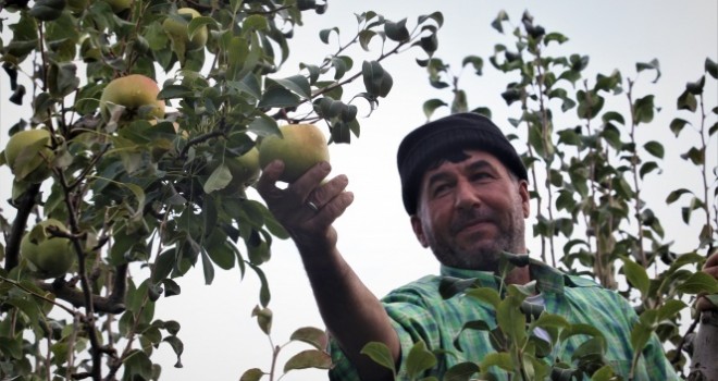 Bu armudun tanesi 1 kilo geliyor