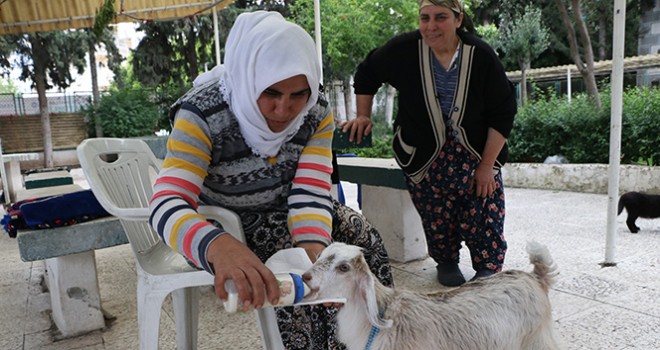  Annesi ölen keçiyi bebekleri gibi besliyorlar