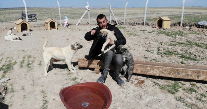 Köpekleriyle köyünden kovulan engelli genç, kendini 'Canlar'ına adadı