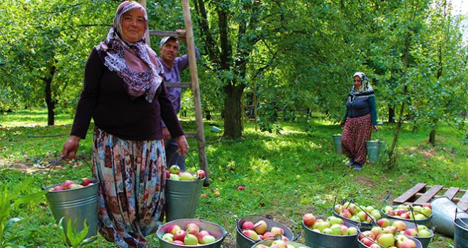 Amasyalılar 2 bin yıldır elma yetiştiriyor