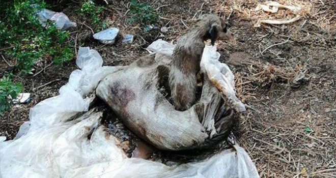 Antalya'da korkunç olay: Köpekleri çuvala koyup ölüme terk ettiler