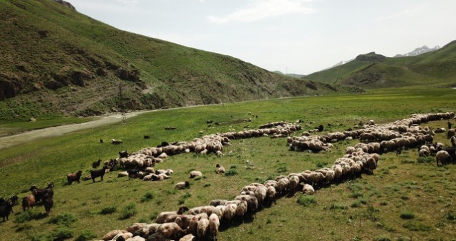 Terörün kökü kazındı yaylalar göçerlerle dolup taştı