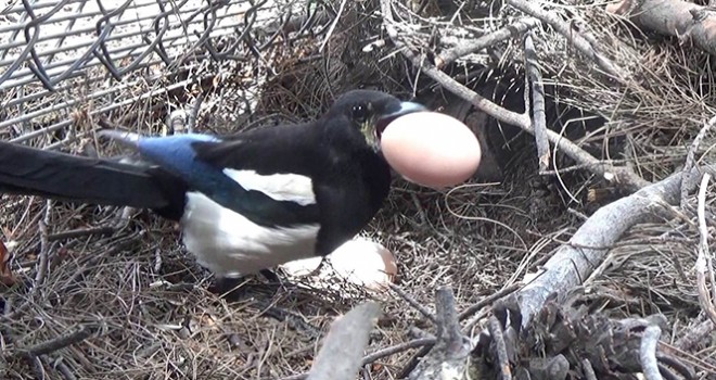  Yumurta, hırsızı yakalattı!