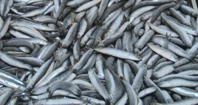 İstanbul'da balık tezgahlarında denetim yapıldı: 1 ton balığa el konuldu