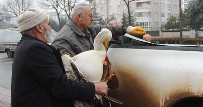 Yaralı buldu, bir gece evinde baktı!