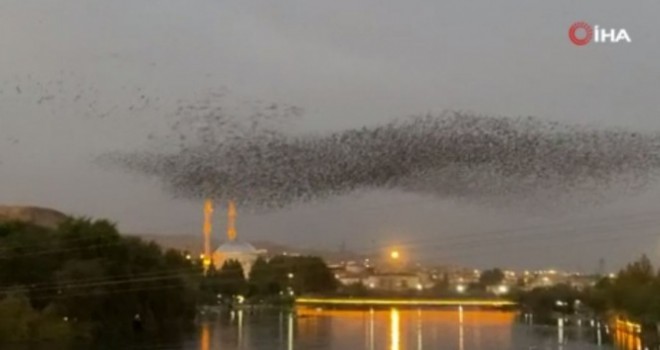 Sığırcıkların kandil gösterisi