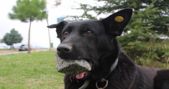 Yavrularını kaybeden köpek, ağzındaki taşı yavrusu sanıyor