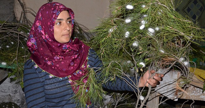 Ev hanımıydı izlediği belgeselden etkilendi ipek böceği yetiştirmeye başladı