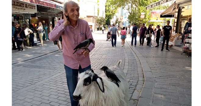 Yanından ayırmadığı keçisiyle evcilleştirdiği kargaları arkadaş oldu