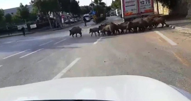 Turistlerin Akın Ettiği Beldede Domuzlar Şehre İndi