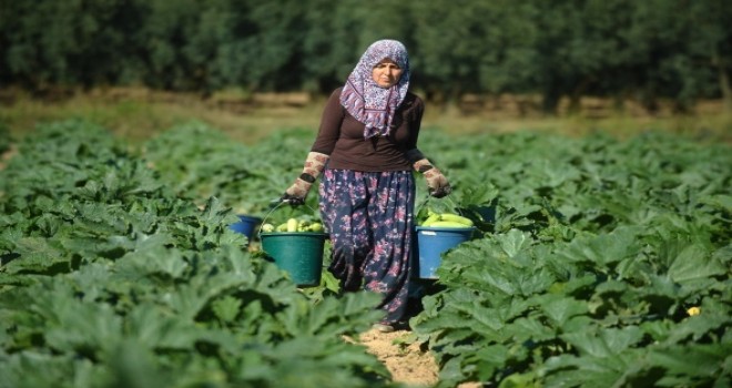 İznik'in kabakları Almanya'ya ihraç ediliyor