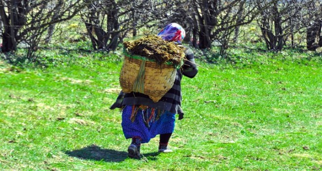 Karadeniz`in çalışkan kadınları..