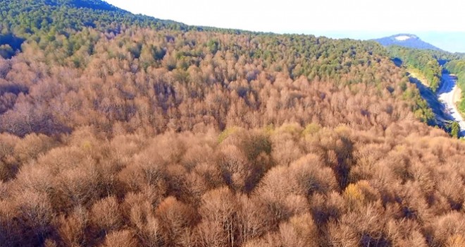  Tırtıllara hava harekâtı