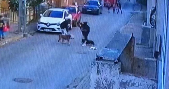 Ataşehir'de pitbull dehşeti kamerada