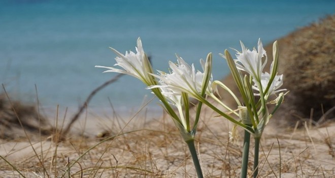 Çeşme'deki kum zambakları çiçek açtı: Koparmanın cezası 80 bin TL