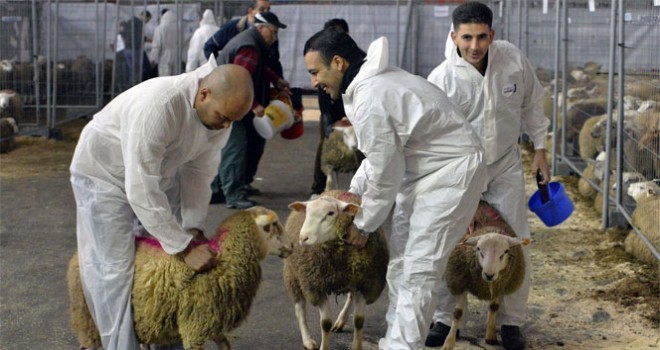 Kasaplar Odası kurban kesim fiyatlarını açıkladı