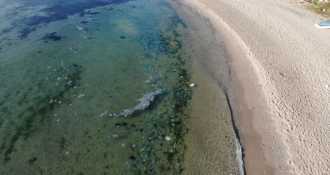 Avcılar'da sahilde deniz anası istilası havadan görüntülendi