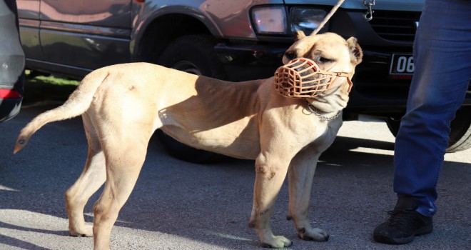 Yasaklı köpek ırkları için son güne girildi